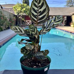 Prayer plant in 6” pot b