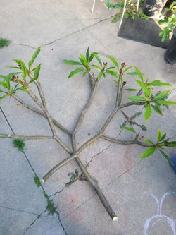 Fresh Plumeria Cuttings