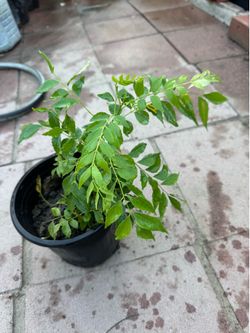 Curry tree