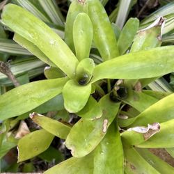 Bromeliads in the ground, I dig out and clean for you. $4 a piece