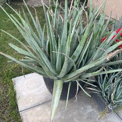 Aloe Vera Plant