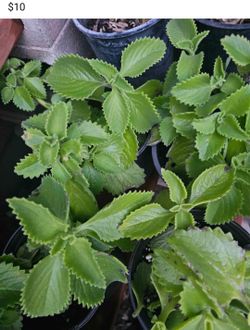 Oregano Orejon Y Regular, Ruda Y Romero Y Tomates1 Gal