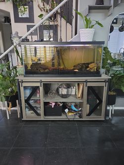 Fish tank stand and fish