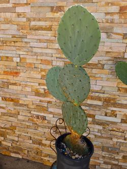Planta de Nopal