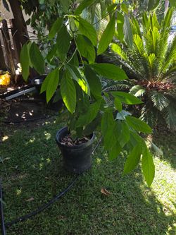 Hermosa planta de aguacate