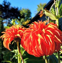 Plant Sale 27620 188th PL SE Kent 98042
