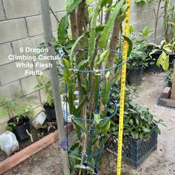 Dragon Fruit Climbing Cactus Plants White Flesh Fruits 5’ Tall
