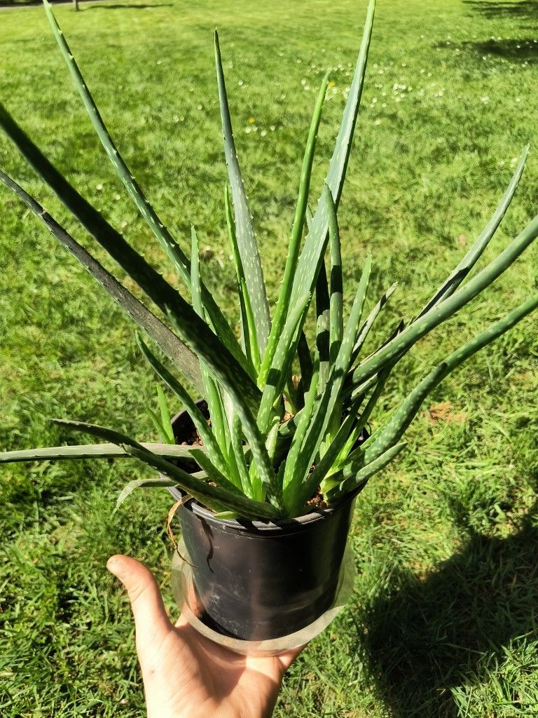 Large Aloe Vera House Plant