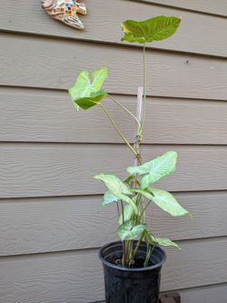 Syngomium plant