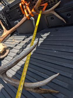 34 inch New Mexico elk skull for sale