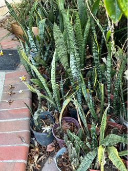 Snake plants and STAPELIA succulents