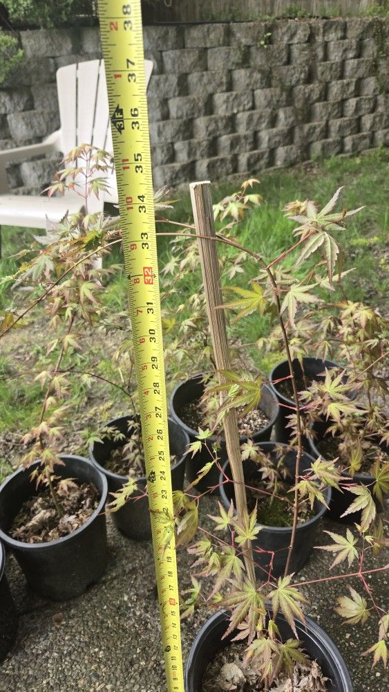 Japanese Maples 1 To 3 Feet