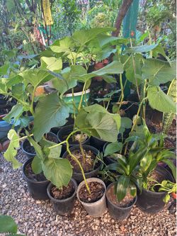 Hoja Santa / Mexican pepperleaf