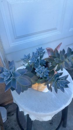 Live Succulent Plant in Decorative Pot