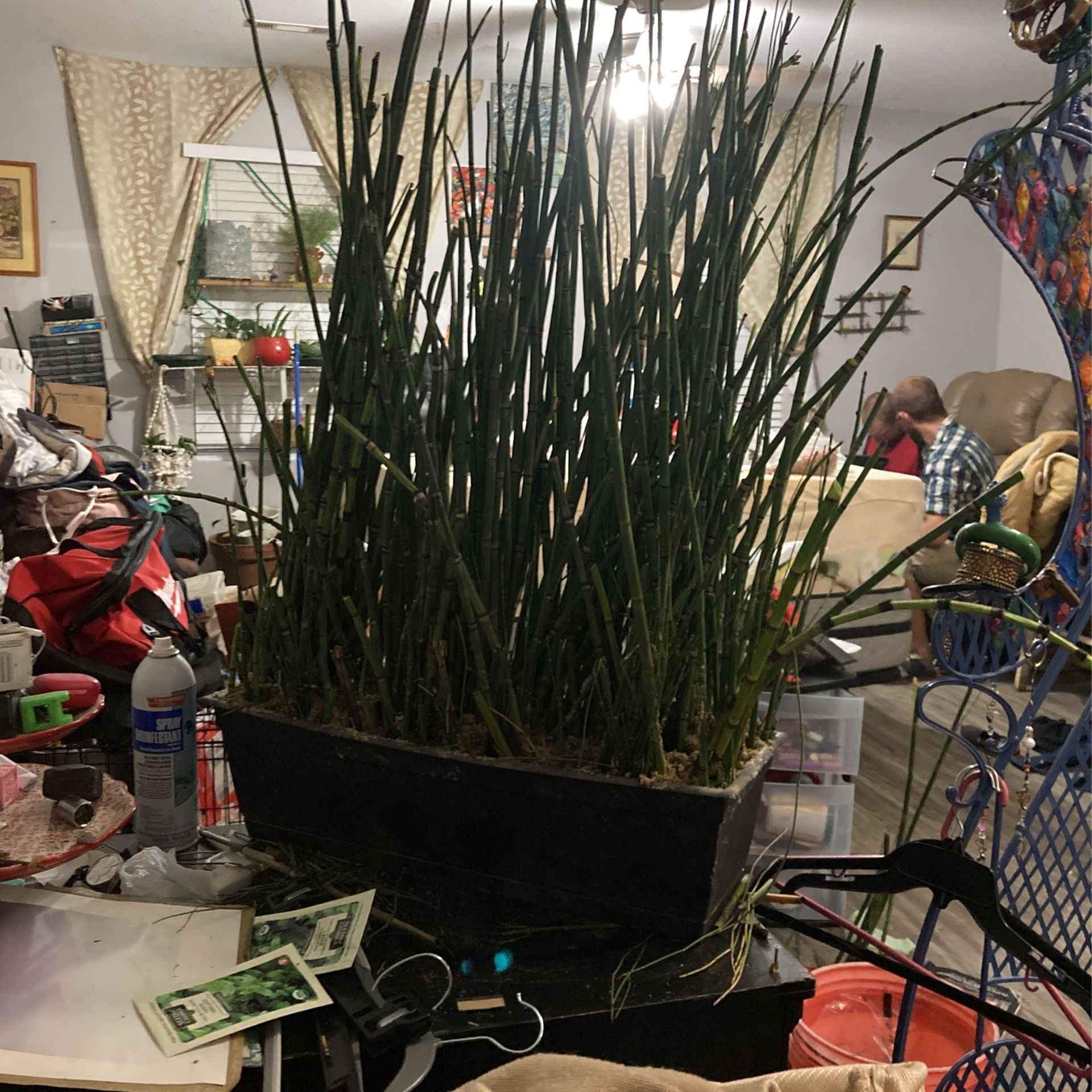 Horsetail Grass