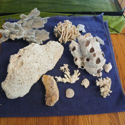 Salt Water Coral 