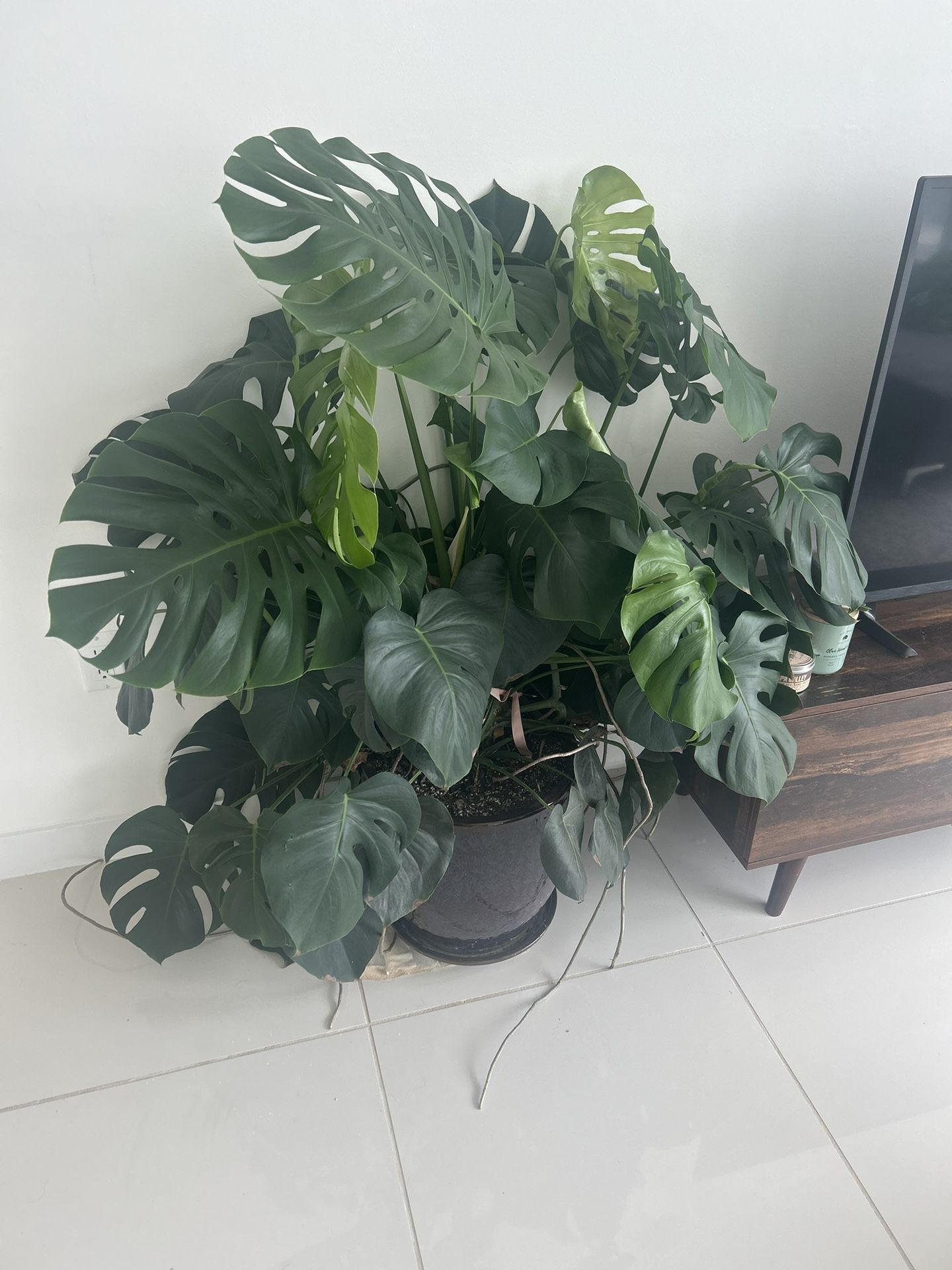 Fully Grown Potted Monstera