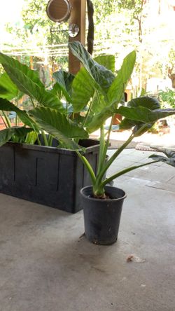 Elephant ears 5  gallon plant $20.00
