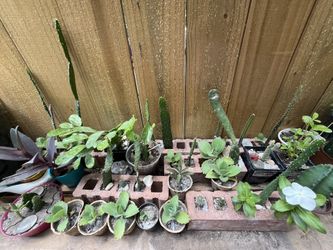 Plants For Sell