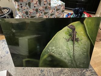 Acrylic Reptile Picture