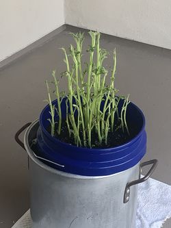 Potato plant in a 5 gallon bucket!