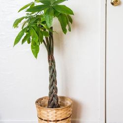 Lush Money Tree Plant/ Indoor Plant/ House Plant  Flower Patio Garden 