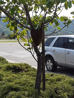 Free Honeybee Swarm Removal