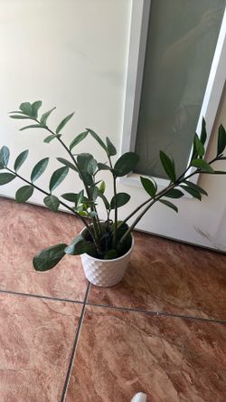 Zz Plant