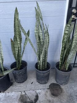 Large Snake Plants 