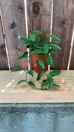 5” Inch Pot Hoya Carnosa.