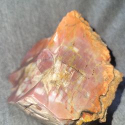Petrified Wood 🪵 
