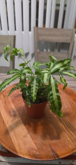 Pteris cretica Albo-lineata