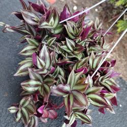 Wandering Jew - Tradescantia Zebrina Live Plant