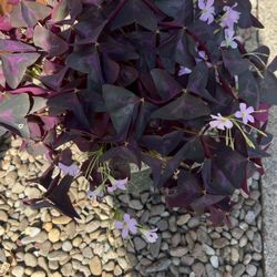 Oxalis 