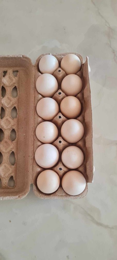 Hatching Eggs