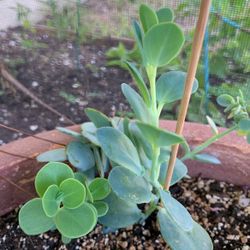 Succulent - Kalanchoe Marnieriana