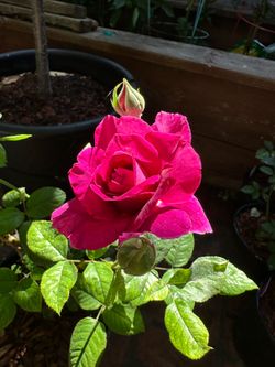 Deep Purple Rose Plant