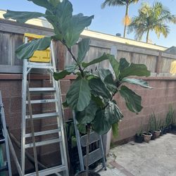 Fiddle Leaf Fig Over 6ft