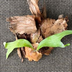 Staghorn Fern Plant 10” X 11”