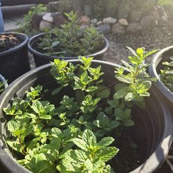 Spearmint (Mentha spicata), $12 eacb for 3 gallon pot. 12 pots of mint available. 