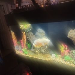 Fish Aquarium 