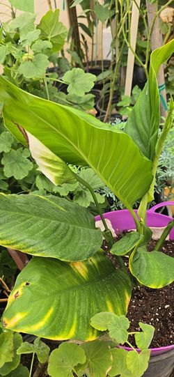 Plant