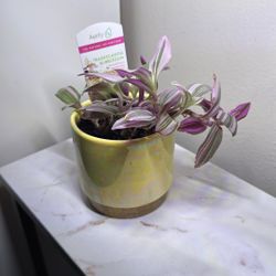 Air Purifier Plant In ceramic Yellow Pot $5