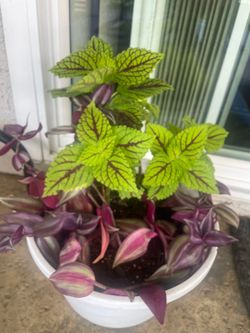 Planta hermosa