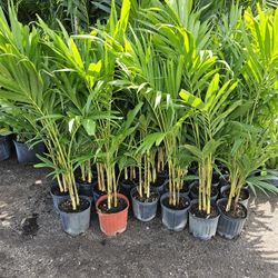 crhistmas Palms  $15 , 6/7 feet tall $75, 8 to 9 feet $150, and more sizes available 