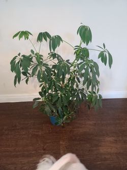 Umbrella Plant