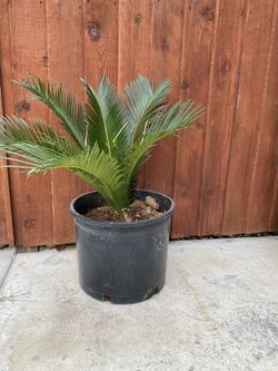 Sage Palm With Pot