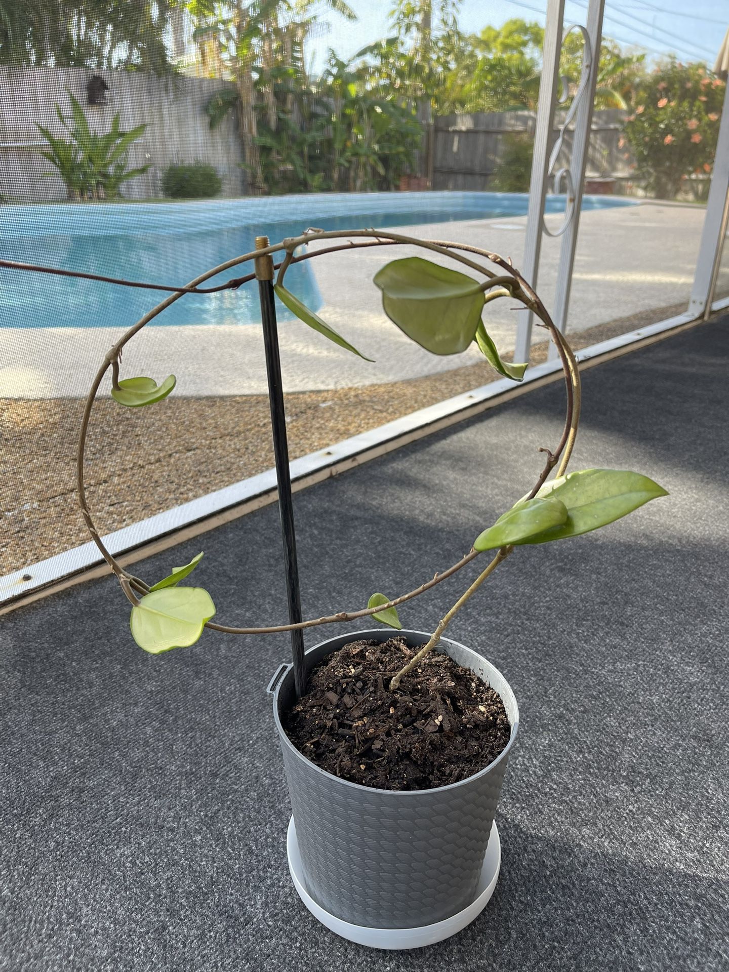 Hoya Plant