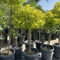 Duranta Varigated    Topiary Bonsai