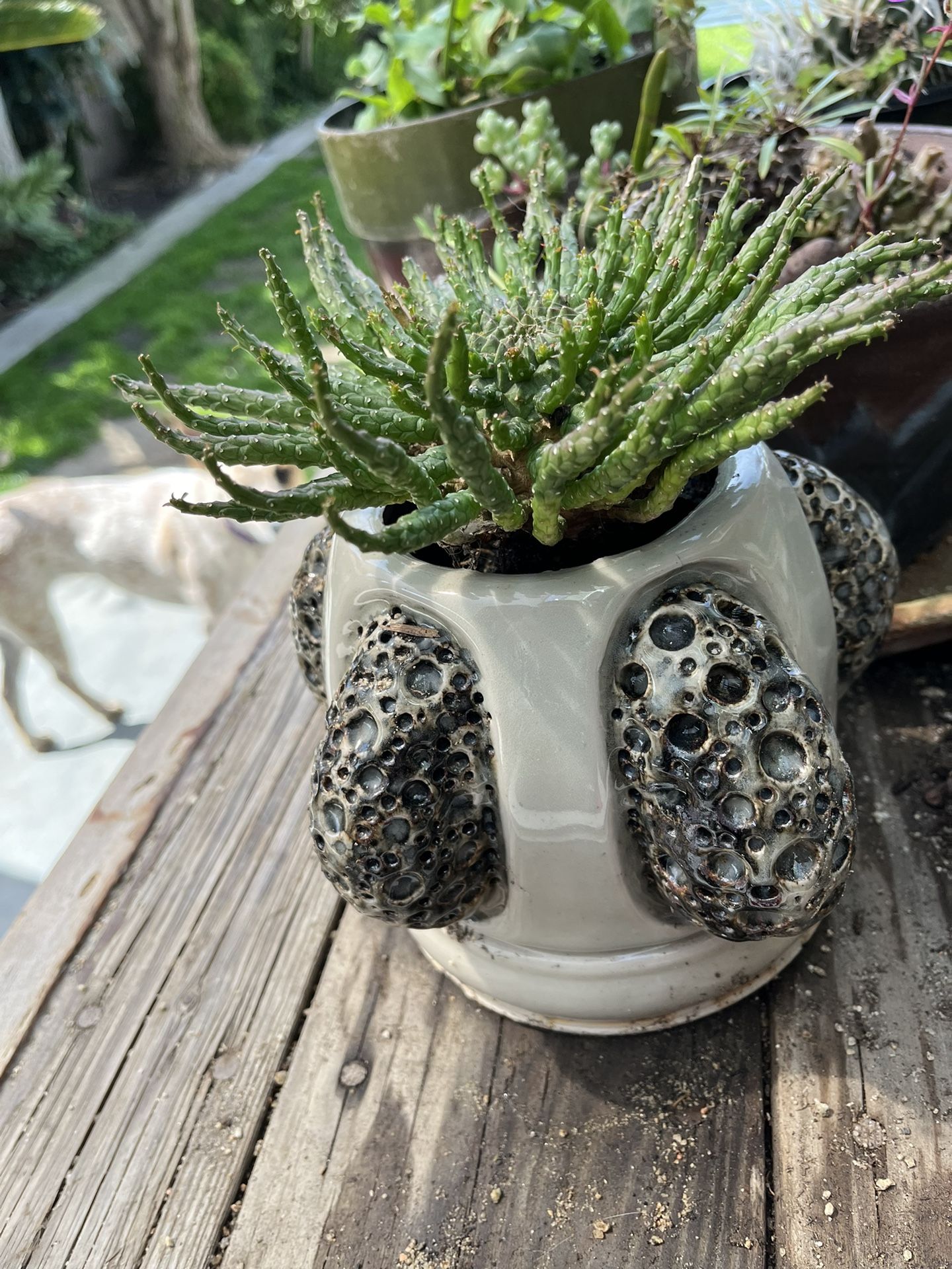 Potted Plant